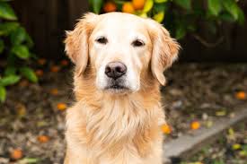 pet photography near me